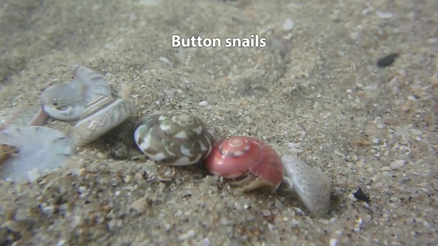 Button snails (Umbonium vestiarium)