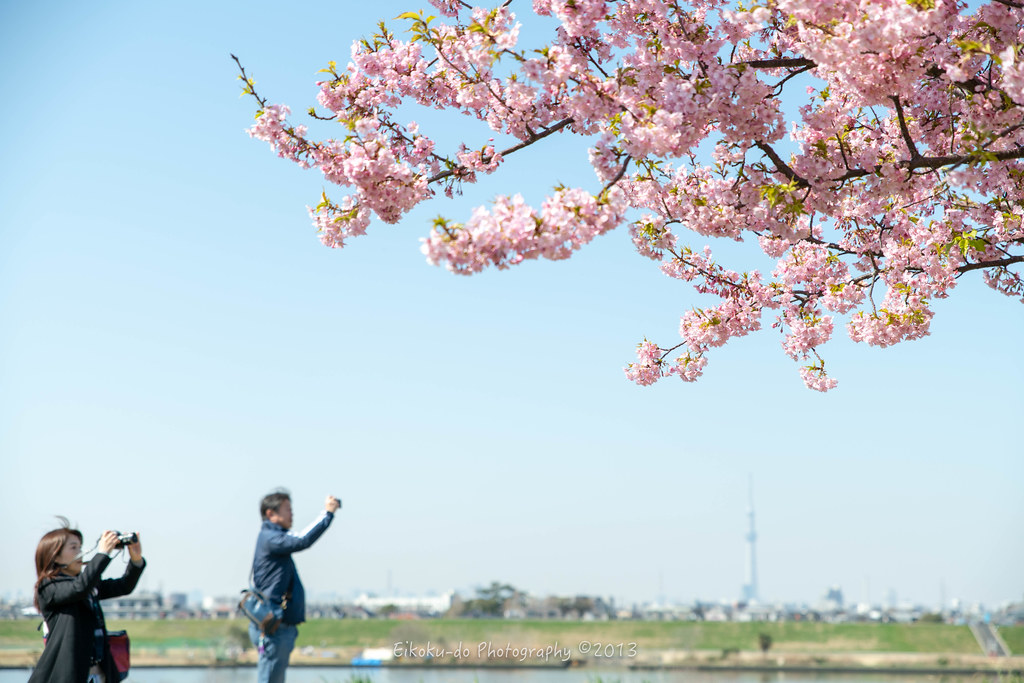 Kawazu Sakura ／ Edogawa Kawazu cherry tree