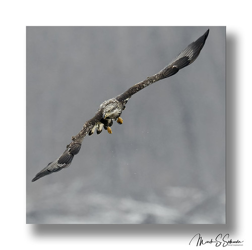 juvenilebaldeagle baldeagle eagle clarksville missouri nikon d850 600mmnikkor
