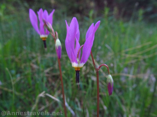 Darkthroat Shooting Stars along the lower part of the Bull-of-the-Woods Trail in Carson National Forest, New Mexico