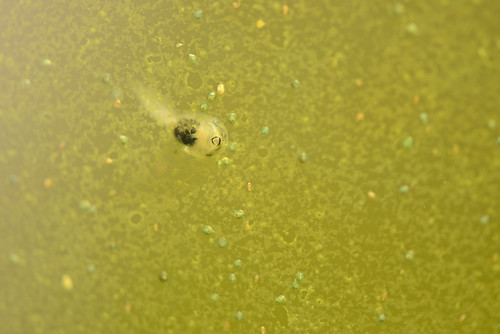 nature water pond slime bugs tadpole mouth gasping macro adelaidebotanicalgarden outdoor