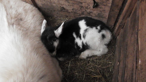 baby goat Jan 19 (1)