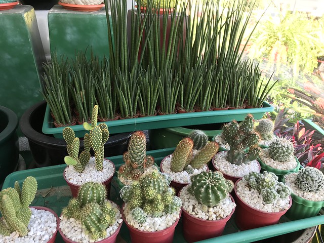 Mini cactuses