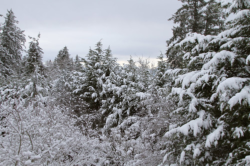tree snow landscape washington everett