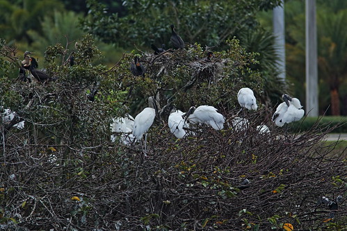 Wood Storks 12 in west end group 20190212