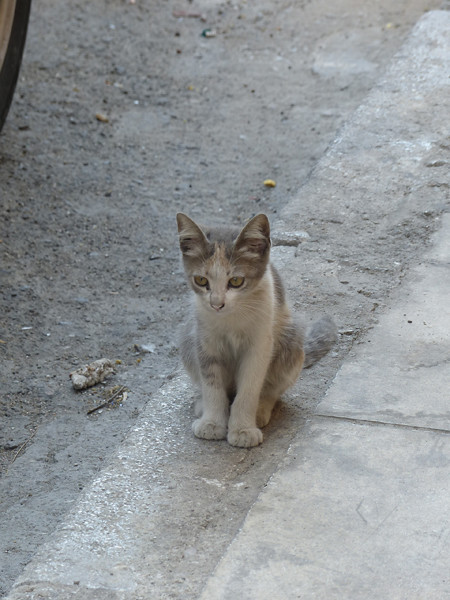 petit chat du Pirée