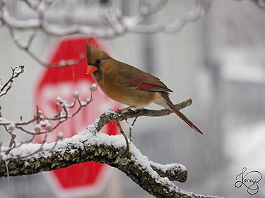 Northern Cardinal (Female) (1)_WEB