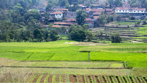 vacation holiday asia indonesië indonesia java trainride kalodaya malamghong jawabarat green rice fields tree malanghong id
