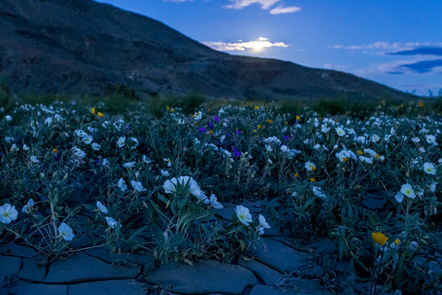 borregosprings california unitedstatesofamerica us wildflowers moonrise anzaborrego anzaborregodesertstatepark long exposure cracked mud desert