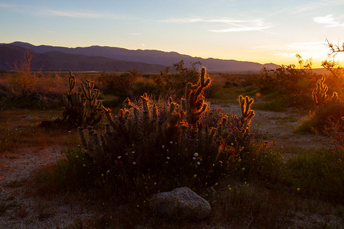 california stateparks unitedstates desert anzaborrego anzaborregodesertstatepark cactus cholla southerncalifornia flowers usa anzaborregostatepark