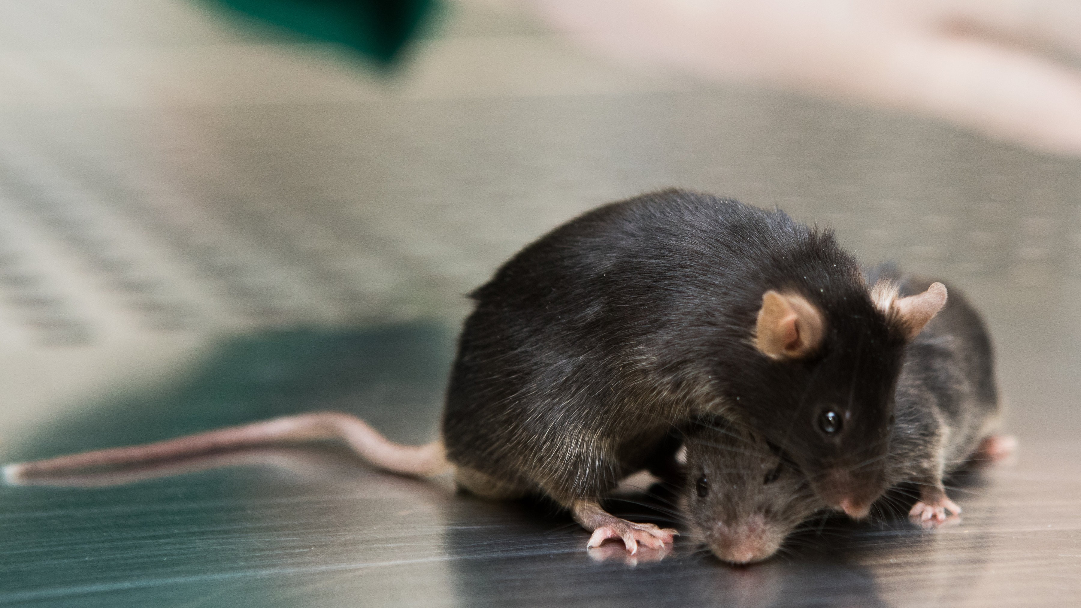 Mice in a laboratory