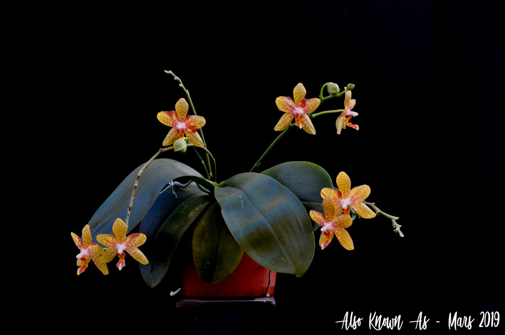 Phalaenopsis Veronique Bert (amboinensis x Sonnentau) 33623644098_83bcf04521_b