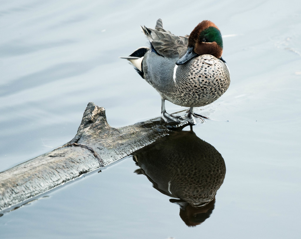 wigeon (1 of 1)