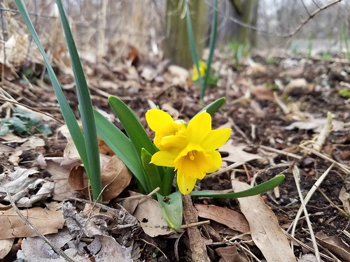 Weird Daffodils