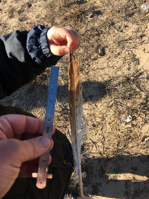 Red-tailed Hawk Feather - 2