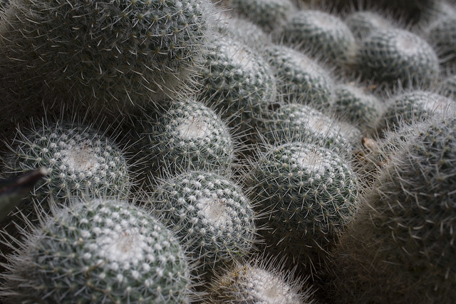 Cactus pods