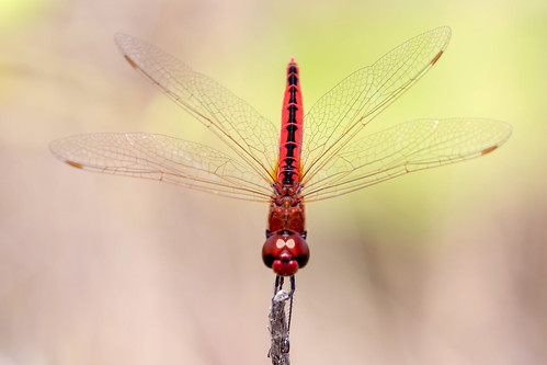 wandering pennant dragonfly
