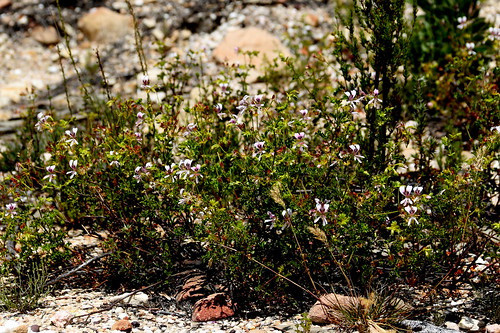 Pelargonium englerianum in habitat