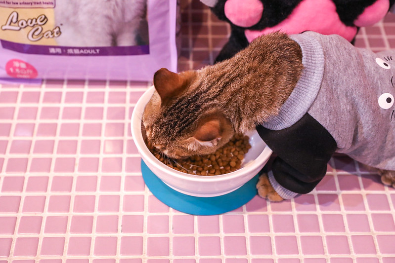 寶多福LOVE CAT系列寵物食品,寶多福貓飼料,寶多福貓飼料評價,貓咪飼料 @陳小可的吃喝玩樂