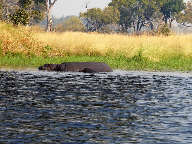 POR ZIMBABWE Y BOTSWANA, DE NOVATOS EN EL AFRICA AUSTRAL - Blogs de Africa Sur - Traslado a Maun. Nos adentramos en el Delta del Okavango (32)