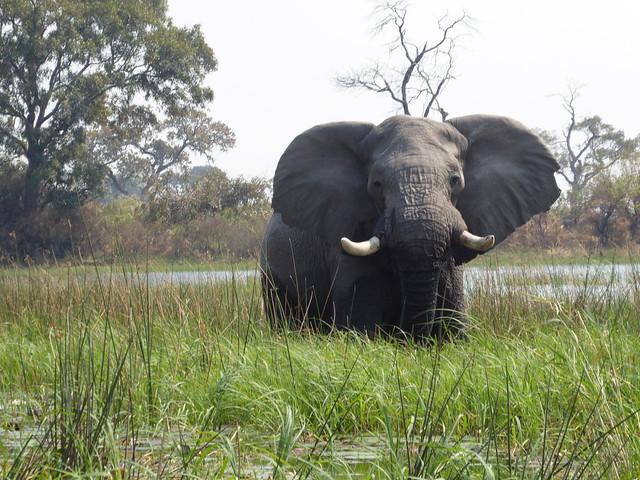 Traslado a Maun. Nos adentramos en el Delta del Okavango - POR ZIMBABWE Y BOTSWANA, DE NOVATOS EN EL AFRICA AUSTRAL (23)
