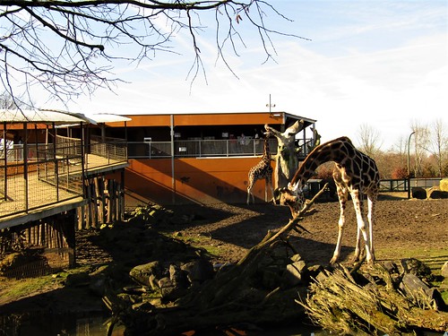 Giraffes at Olmense Zoo