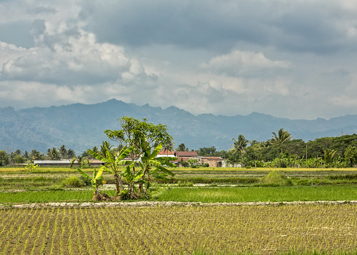 vacation holiday asia indonesia indonesië java rice field house landscape mountains clouds tree bananatree blabak id