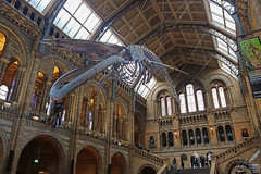 The 25.2-metre long female skeleton of the blue whale, Balaenoptera musculus, named Hope has been hanging in Hintze Hall since July 2017. Natural History Museum. Cromwell Rd, London SW7 5BD.  The blue whale is the largest animal ever to have lived (it has a heart the size of a small family car). Small-sized figures of people (on the staircase, standing next to Charles Darwin’s statue) are discerned in the photograph in order to accentuate the enormous size of Hope's skeleton. Hope is so called to highlight the powerful story she tells about man’s relationship with the natural world. Hope was beached on March 26, 1881 near the mouth of Wexfor Harbour in Ireland. In 1934 her skeleton was initially suspended in the Museum’s Mammals’ Gallery.  By the middle of 20th century the blue whale was on the brink of extinction. The species started being protected in 1966, so today there are about 20,000 blue whales in the world, playing a crucial role in sustaining their ecosystem and habitat.  Natural History Museum was opened in April 1881. It was designed as a cathedral to Nature with the aim to reveal the beauty and diversity of nature. The Museum is one of London’s most recognisable and iconic landmarks. At its centre there is the most evident exhibit, a true exhibit itself in its own right: Hintze Hall. Natural light streaming in through the windows picks out details in its terracotta decorations, stained glass and mosaic floor. Wide, round-arched bays along each side house some other of the Museum’s many treasures. The Hall’s core aim is to be an iconic introduction to Nature.  ❝Nothing in Life is to be feared, it is only to be Understood. Now is the time to understand more, so that we may fear less.❞  — Marie Curie.