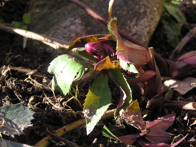 Helleborus cv.