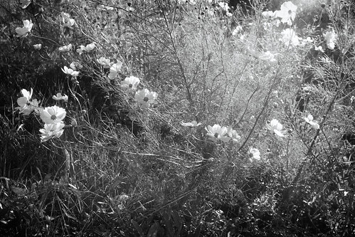 nikon f2as fomapan 200 creative 50mm f14 black white film flowers
