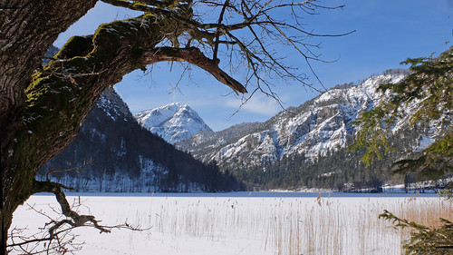bavaria oberbayern berchtesgadenerland badreichenhall thumsee winter lake snowandice mountains oldtree