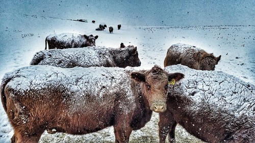 cow cattle winter snow cold field illinois midwest winterweather brutal landscape sliderssunday hss slide spring