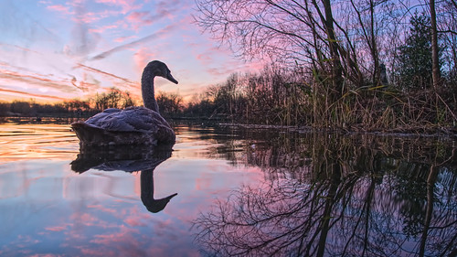 daisynook countrypark hollinwoodcanal uk oldham manchester swan muteswan dawn sunrise beautiful calm peaceful juvenile lakeside lowpointofview reflection reeds overhanging jkrowling quote crimelake