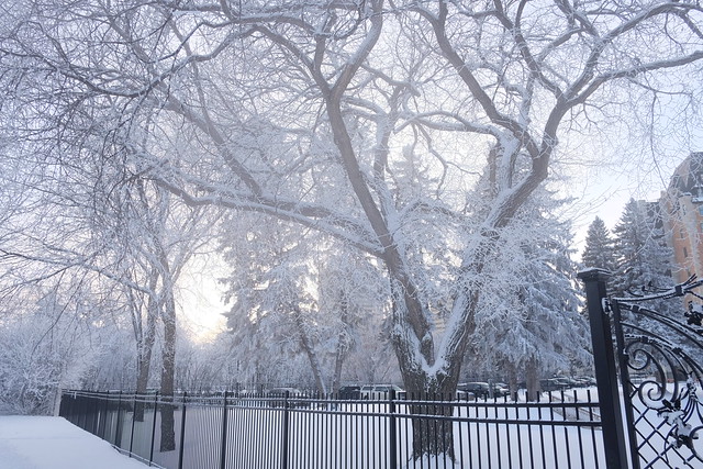 Winter in Saskatoon