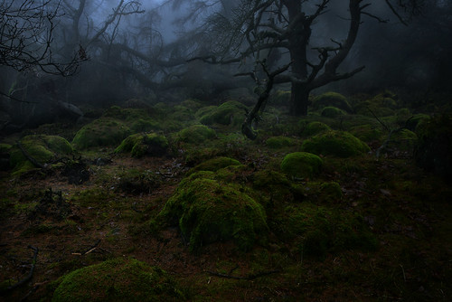 theroaches staffordshire mist fog trees atmospheric moody peakdistrict