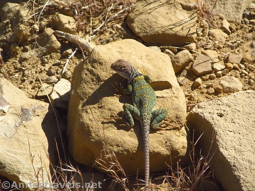 Common Collared Lizard near the ruins of Pueblo Alto along the Pueblo Alto Loop, Chaco Culture National Historical Park, New Mexico