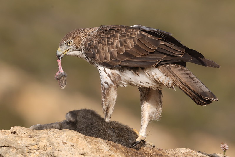 Bonelli's Eagle  Aquila fasciata