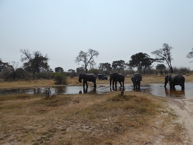 Vuelo sobre el Delta del Okavango. Llegamos a Moremi. - POR ZIMBABWE Y BOTSWANA, DE NOVATOS EN EL AFRICA AUSTRAL (37)