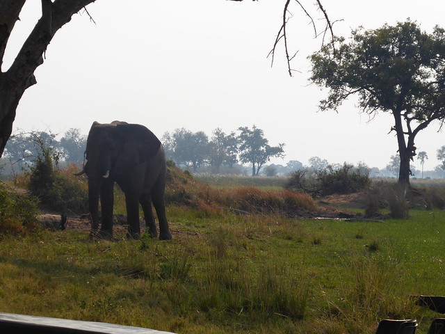 POR ZIMBABWE Y BOTSWANA, DE NOVATOS EN EL AFRICA AUSTRAL - Blogs de Africa Sur - Traslado a Maun. Nos adentramos en el Delta del Okavango (38)