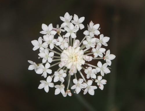 flower australiannativeplant granitebelt queensland australia greenlands apiaceae trachymeneincisasubspincisa wildturnip nativecandytuft