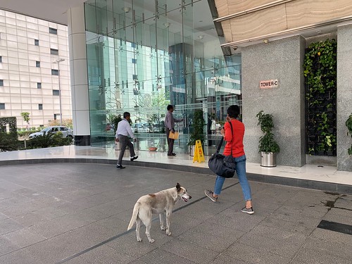 City Life - Stray Dogs, Cyber City Corporate Complex