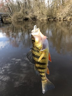 Photo of Yellow perch on the line