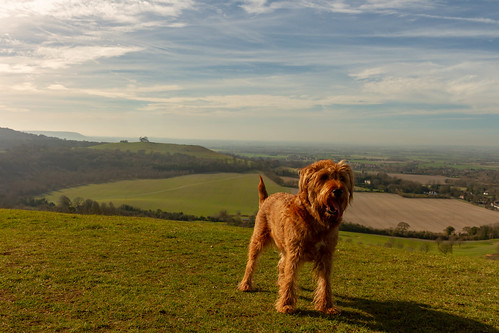 dog walk irsihterrier terrier view coombehill chilterns wendover february winter sunny beaconhill