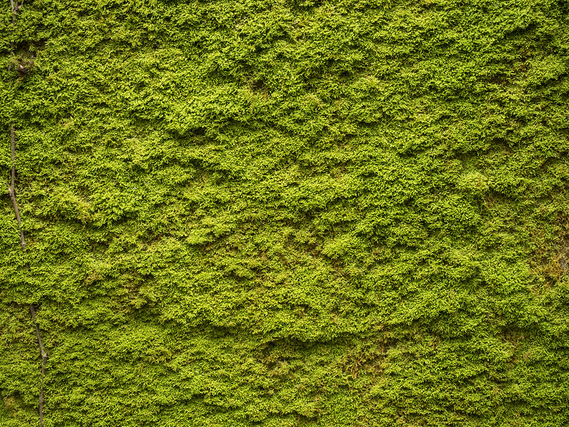 The Green Texture