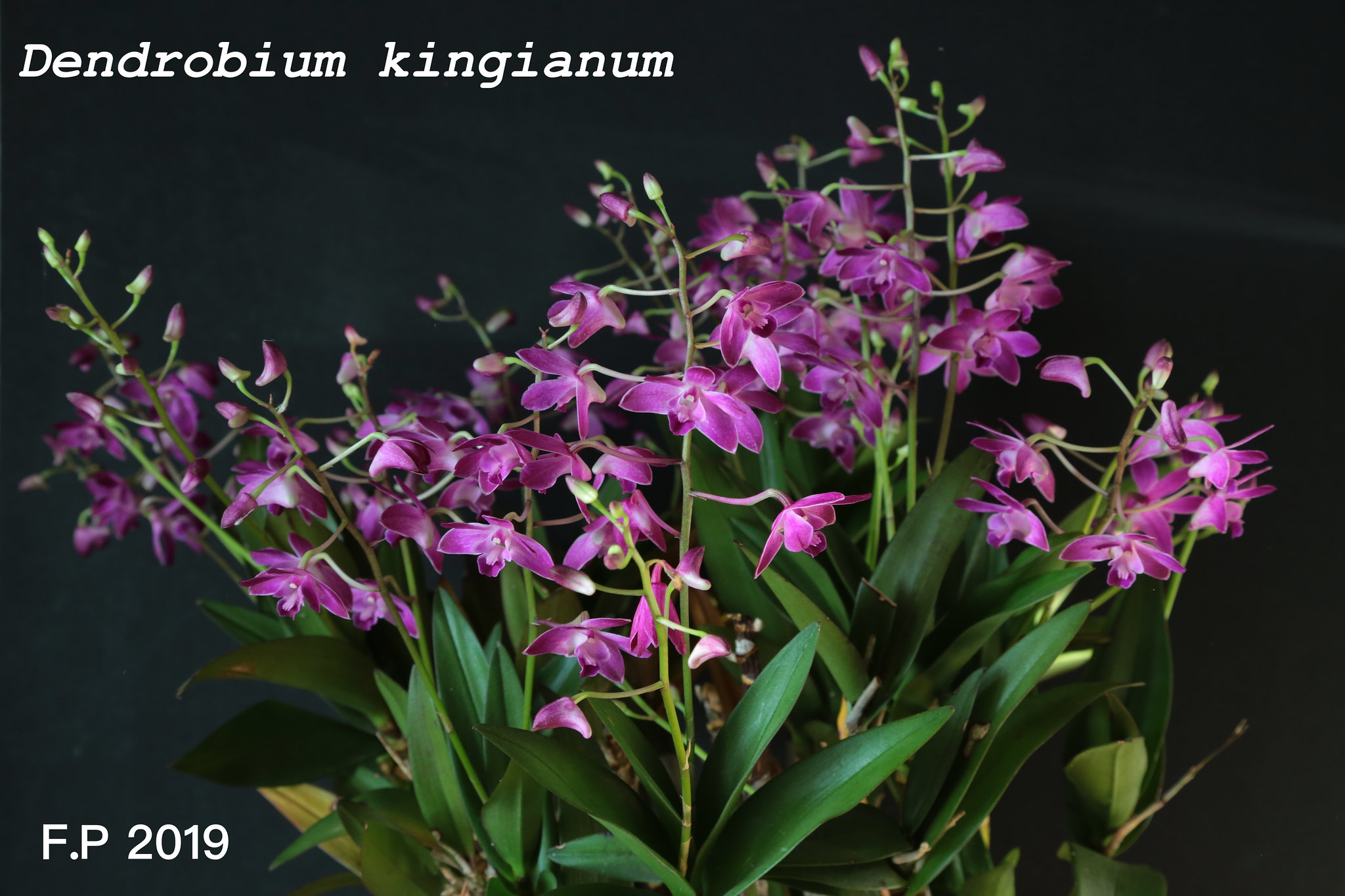 [résolu]Dendobium kingianum =Berry 'Oda' 46598031931_a5b943018e_k