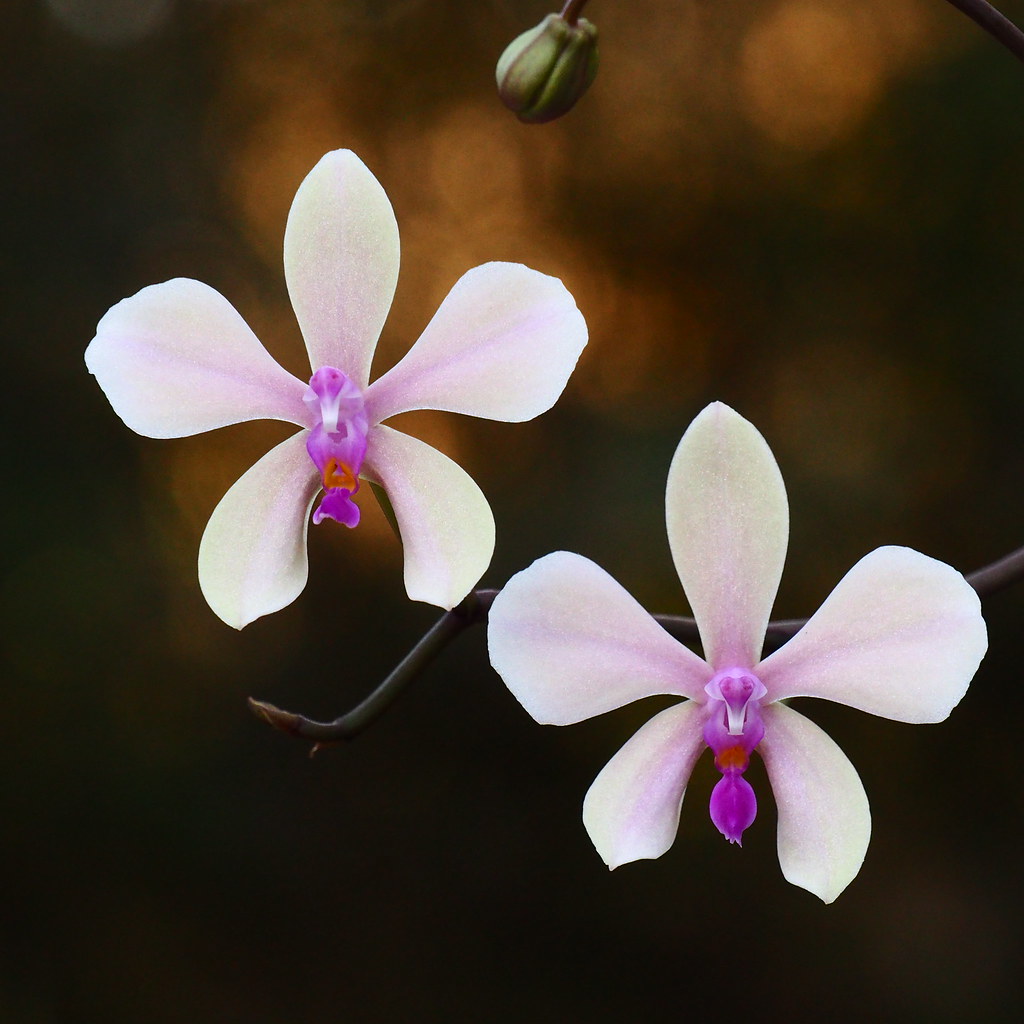 Phalaenopsis Zen (stobartiana x lowii) 47137373732_7499d0815d_b