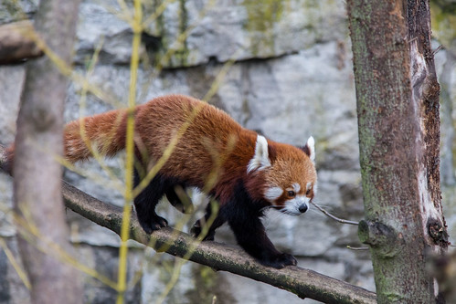 Firefox / Red Panda at Tierpark Berlin