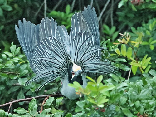 Yellow-crowned Night-Heron courtship 065135AM 20190225