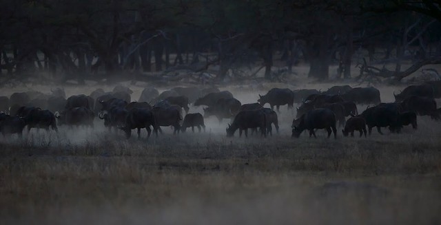 POR ZIMBABWE Y BOTSWANA, DE NOVATOS EN EL AFRICA AUSTRAL - Blogs de Africa Sur - Safari diurno y nocturno en Parque Nacional de Hwange (61)