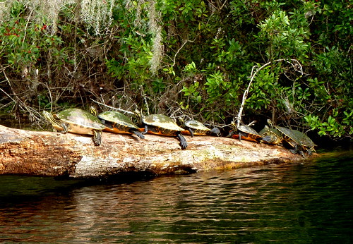 turtles log rainbowriver florida wildlife